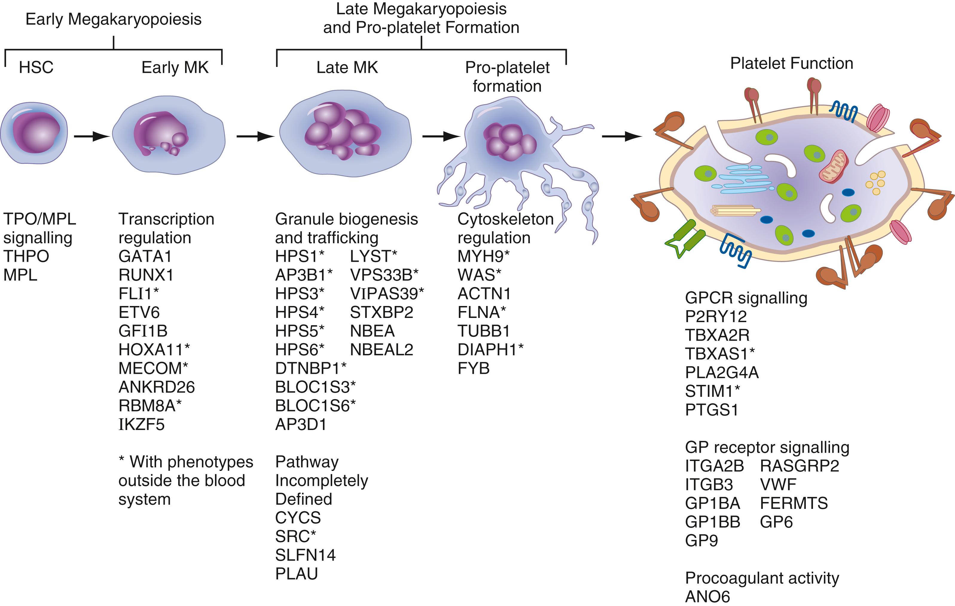 Figure 41.5, Genes underlying inherited disorders of platelet number and function. The figure shows the processes of megakaryopoiesis and platelet formation, selected aspects of platelet function, and the genes underlying the inherited platelet disorders. Each of the genes shown are categorized according to their effect on megakaryocytes and platelet biology. Those shown with asterisks are typically associated with phenotypes outside the blood system. HSC, Hematopoietic stem cell.