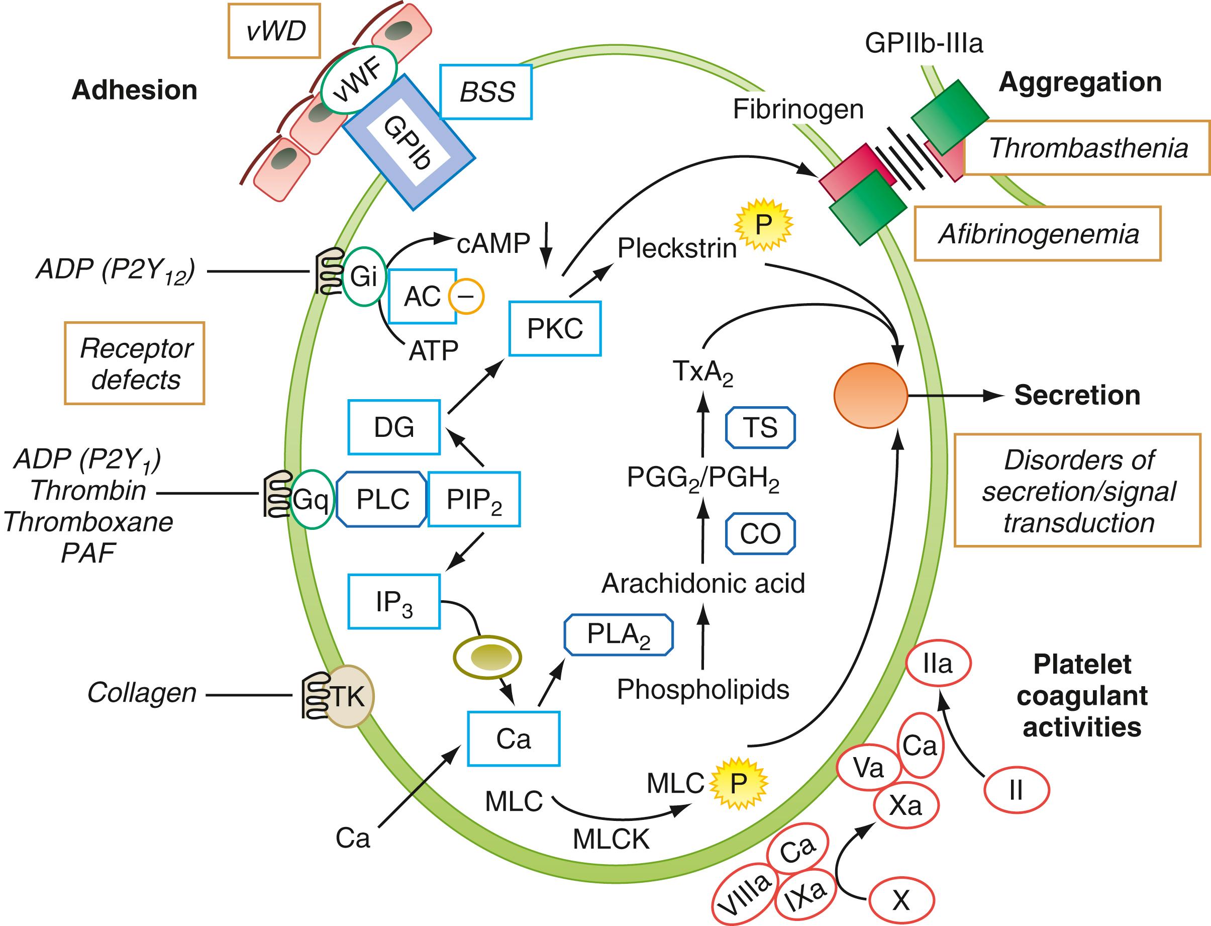 Figure 41.6, A schematic representation of selected platelet responses to activation and inherited disorders of platelet function. AC, Adenylyl cyclase; BSS, Bernard-Soulier syndrome; CO, cyclooxygenase; DAG, diacylglycerol; G, GTP-binding protein; IP3, inositol trisphosphate; MLC, myosin light chain; MLCK, myosin light-chain kinase; P2Y1, P2Y12, G-protein–coupled adenosine diphosphate (ADP) receptors; PAF, platelet-activating factor; PGG2/PGH2, prostaglandins G2 and H2; arachidonic pathway intermediates; PIP2, phosphatidylinositol bisphosphate; PKC, protein kinase C; PLA 2 , phospholipase A 2 ; PLC, phospholipase C; TK, tyrosine kinase; TS, thromboxane synthase; VWD, von Willebrand disease; vWF, von Willebrand factor. The Roman numerals in the circles represent coagulation factors.