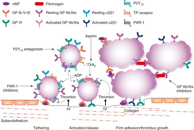 Fig. 10.1, Platelet-mediated thrombosis.