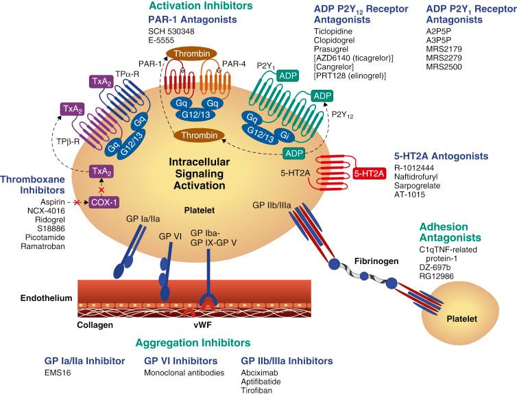 Fig. 10.2, Sites of action of current and emerging antiplatelet agents.