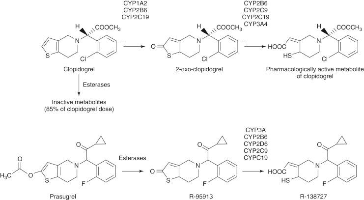 Fig. 10.3, Comparative metabolism of clopidogrel and prasugrel.