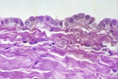 Figure 19-18, Peritoneum . A monolayer of mesothelial cells beneath which is a layer of fibrous connective tissue (H&E, ×MP).