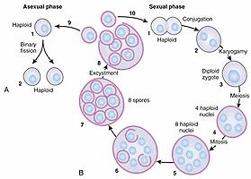 FIG. 269.1, Putative life cycle of Pneumocystis .