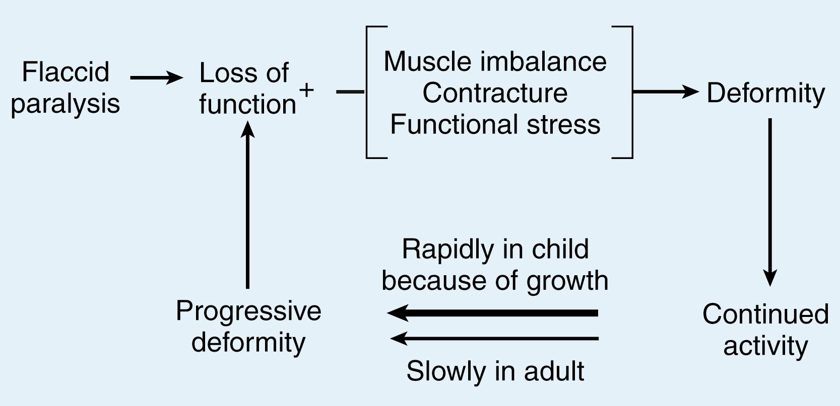 Fig. 33.1, Principal factors involved in the progressive loss of function in the residual stage of poliomyelitis.