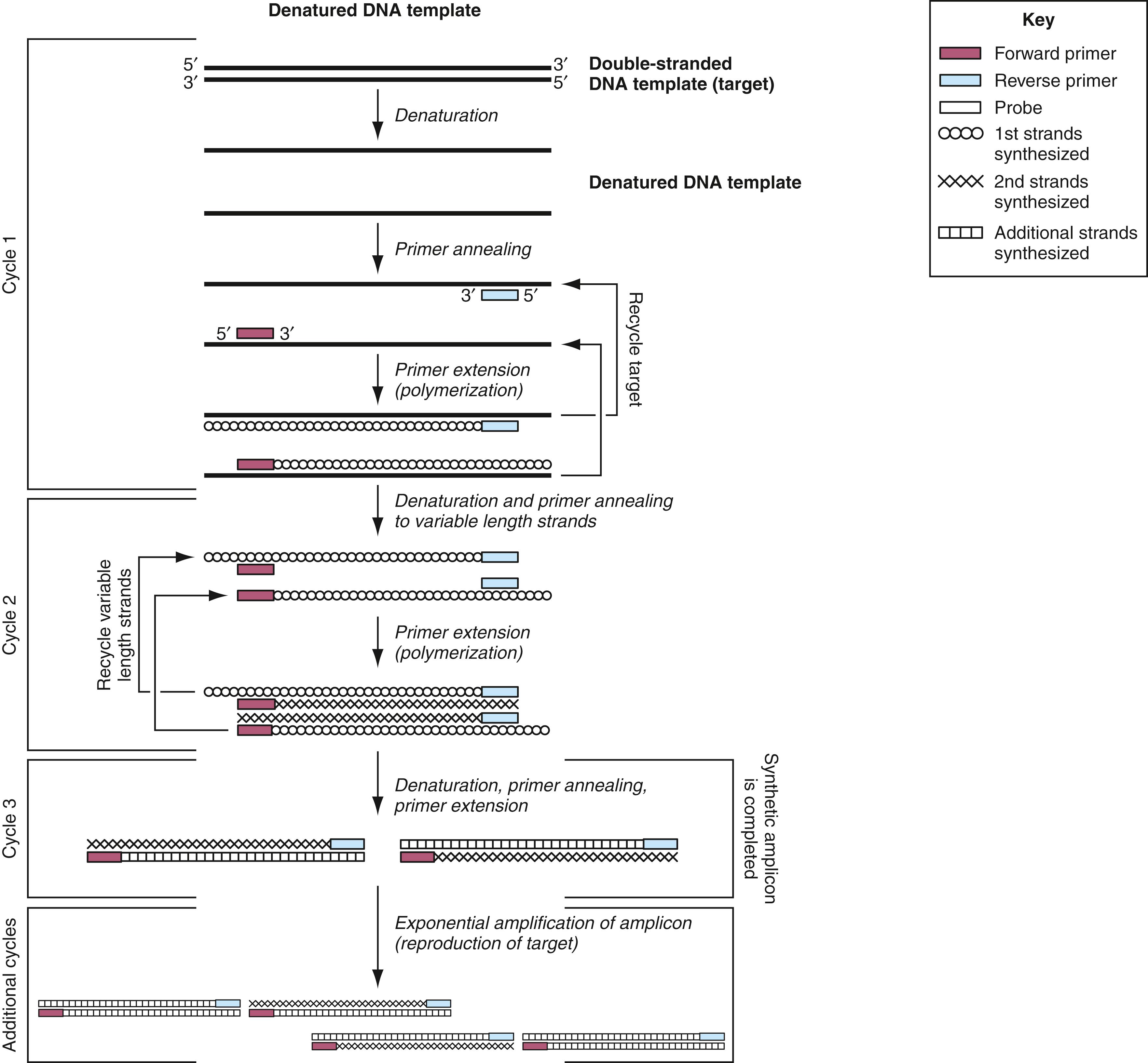 Figure 69.1, Polymerase chain reaction (PCR).