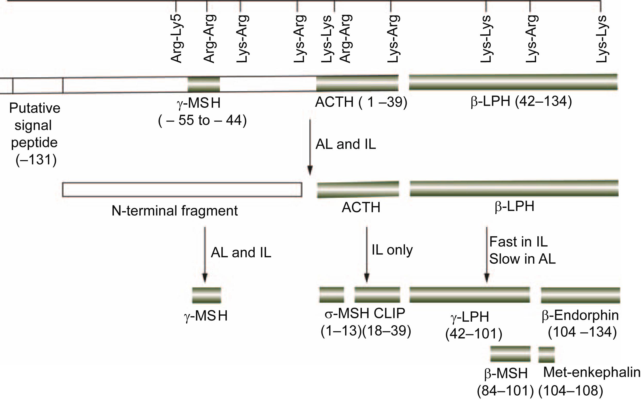 Figure 15.6, Preproopiomelanocortin is a precursor of the anterior pituitary hormones γ-MSH, ACTH , and β-LPH as well as hormones (α-MSH and CLIP ) specific to pars intermedia–like cells . Preproopiomelanocortin polypeptide occurs in pituitary cells, neurons, and other tissues. Numbers in parentheses identify the location of the hormone according to amino acid numbers in the polypeptide sequence (amino acid 1 starts here at the N-terminus of ACTH and continues toward the C-terminus of the parent molecule; sequences to the left of ACTH have negative numbers). The locations of Lys–Arg and other pairs of basic amino acid residues are also indicated; these are the sites of proteolytic cleavage for the formation of smaller fragments from the parent molecule. ACTH , Adrenocorticotropic hormone; AL , anterior lobe; CLIP , corticotropin-like intermediate peptide; IL , intermediate lobe; LPH , lipotropin; MSH , melanocyte-stimulating hormone.