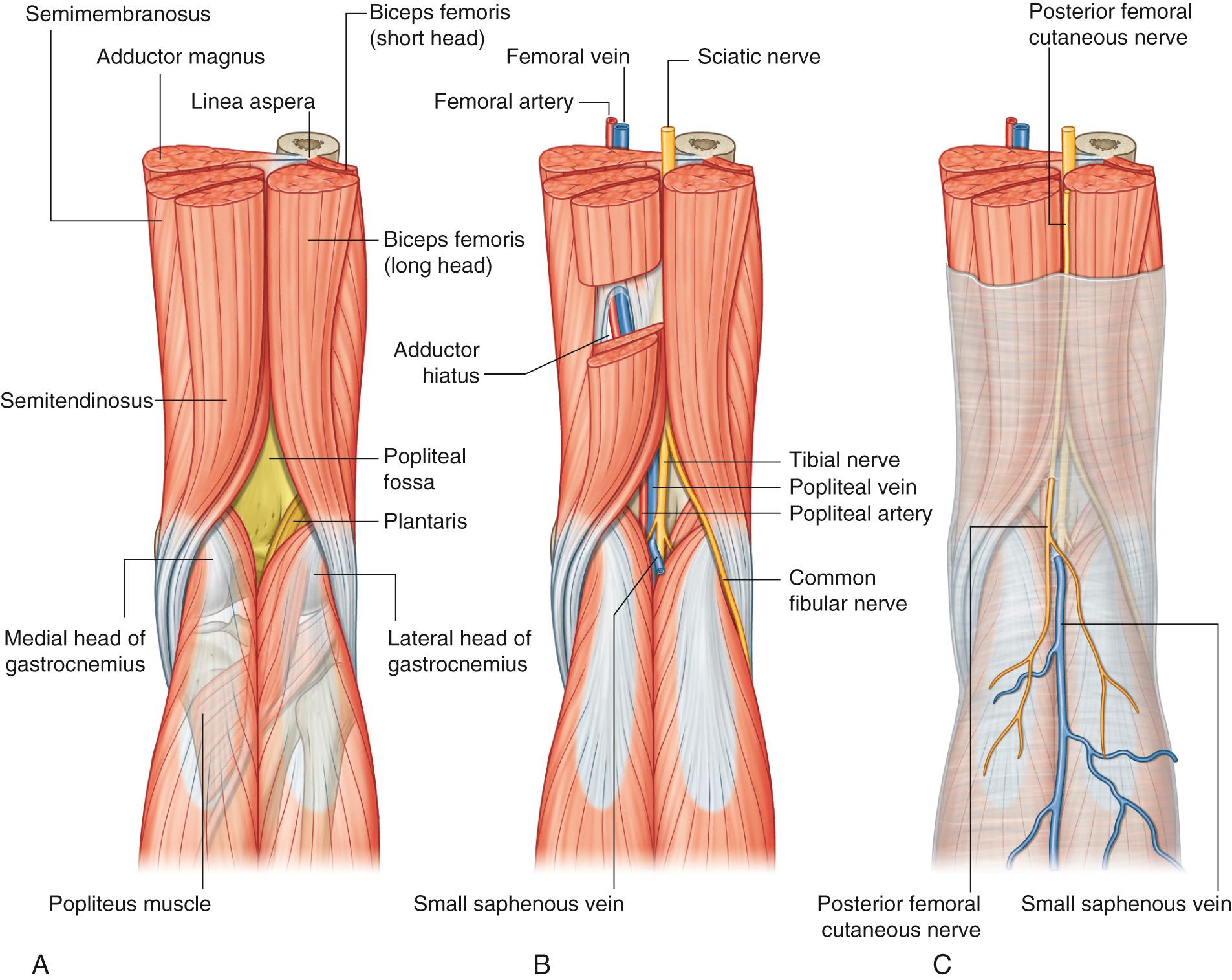 Fig. 82.2, The popliteal fossa. A , Boundaries. B , Nerves and vessels. C , Superficial structures.