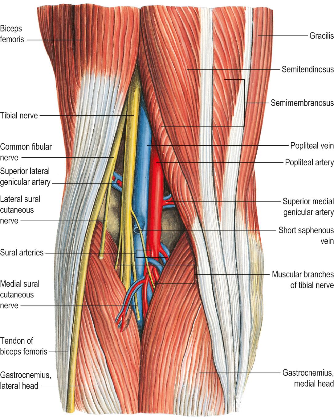 Fig. 82.3, The left popliteal fossa.