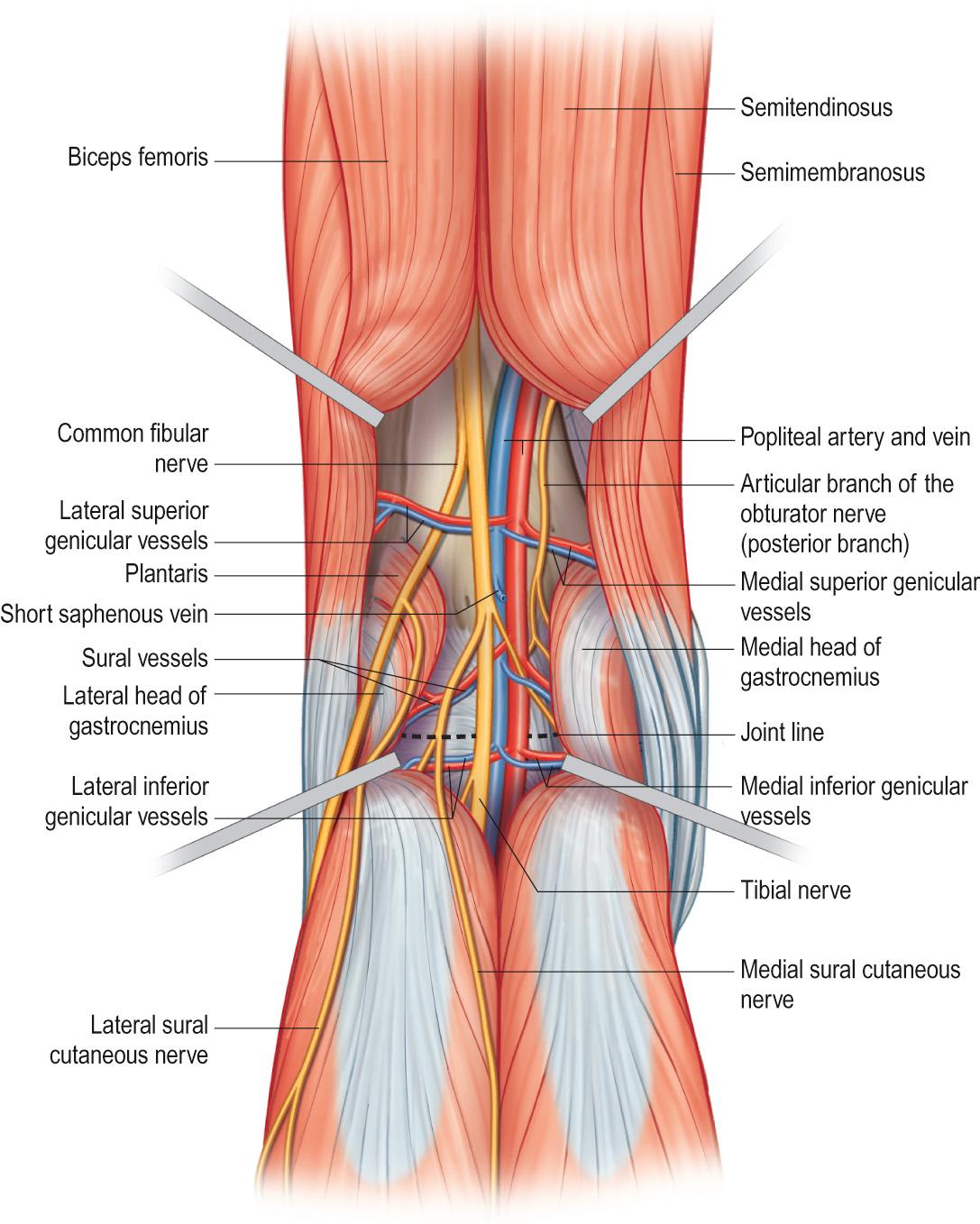 Fig. 82.4, Structures of the popliteal fossa deep to the popliteal fascia.