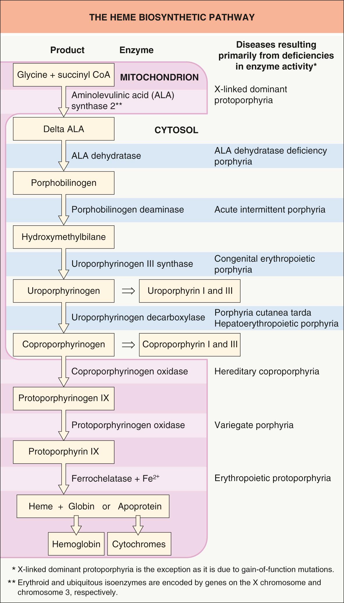 Fig. 49.1, The heme biosynthetic pathway.