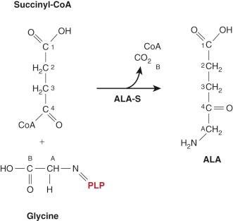 Figure 12-3, Synthesis of δ–aminolevulinic acid (ALA).