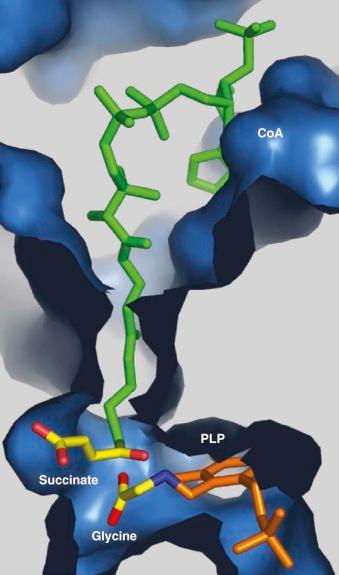 Figure 12-4, The active site of δ-aminolevulinate synthase (ALA-S) from Rhodobacter capsulatus .