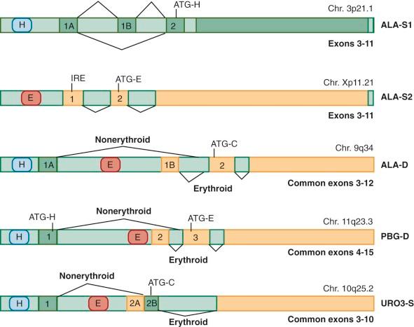 Figure 12-5, Genomic organization of the promoters for early steps in heme synthesis.