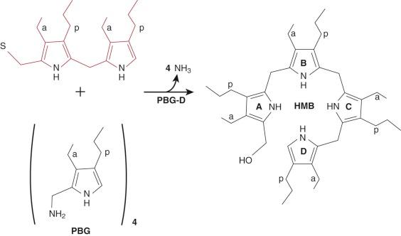 Figure 12-7, Reaction catalyzed by porphobilinogen deaminase (PBG-D).