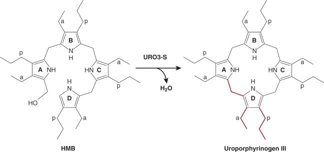 Figure 12-8, Reaction catalyzed by uroporphyrinogen III synthase (URO3-S).