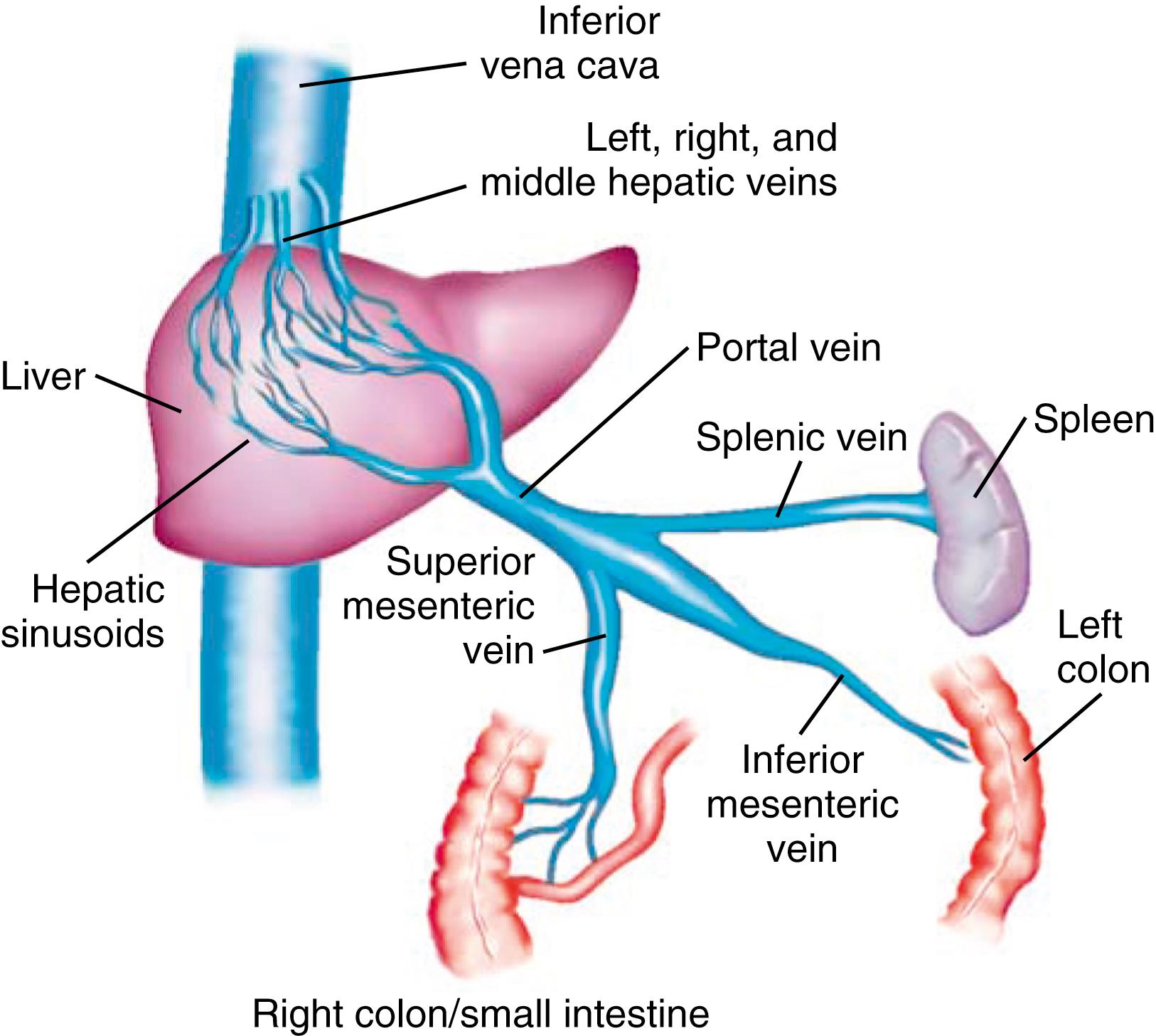 Fig. 92.1, Anatomy of the portal circulation.