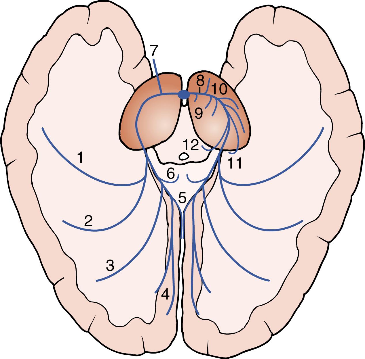 Fig. 25.1, Schematic diagram of the posterior cerebral artery and its branches: (1) anterior inferior temporal artery; (2) posterior inferior temporal artery; (3) occipitotemporal artery; (4) calcarine arteries; (5) occipitoparietal artery; (6) splenial artery; (7) posterior communicating artery; (8) tuberothalamic arteries; (9) thalamoperforating arteries; (10) thalamogeniculate and posterior thalamic arteries; (11) posterolateral choroidal artery; and (12) posteromedial choroidal artery.