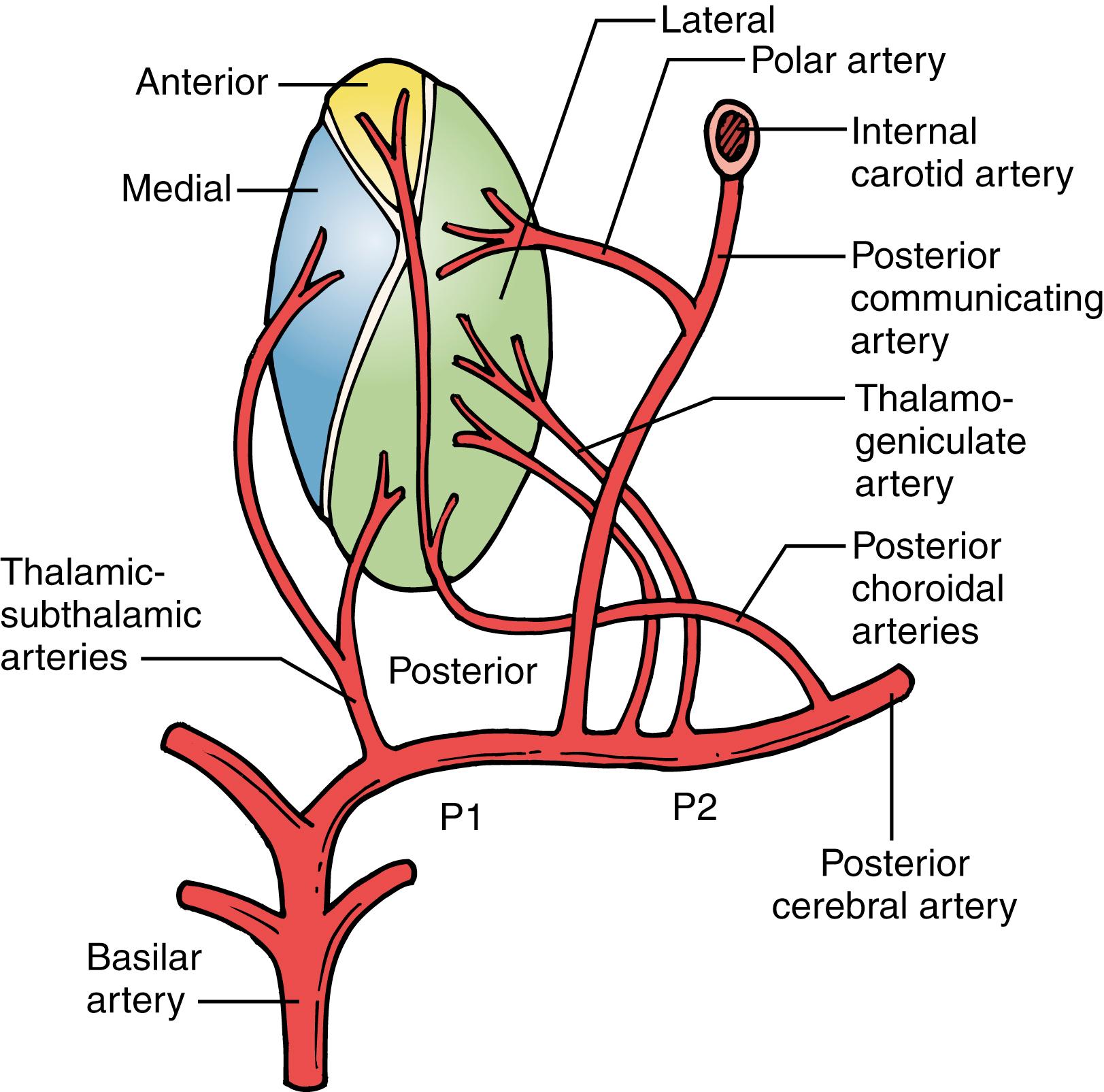 Fig. 25.2, Schematic representation of the blood supply to the thalamus, including the polar artery, thalamosubthalamic arteries, thalamogeniculate artery, and posterior choroidal arteries.