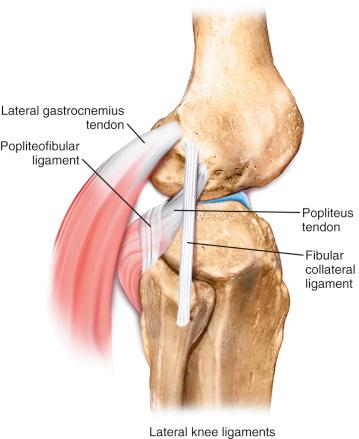 FIG 17-1, The anatomic relationships of the posterolateral structures.