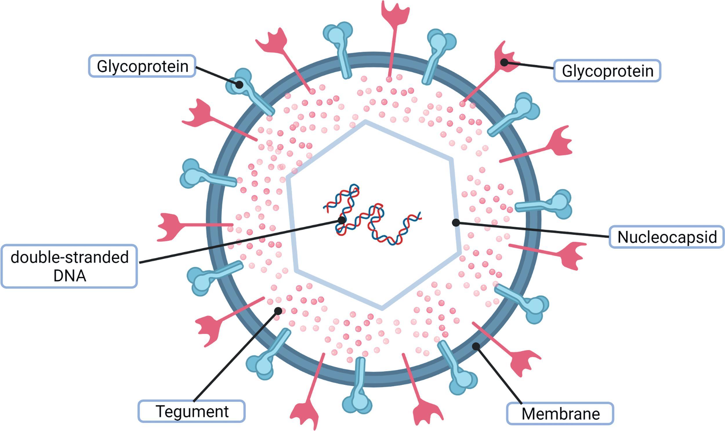 Fig. 33.1, Illustration of Cytomegalovirus (CMV) Structure.
