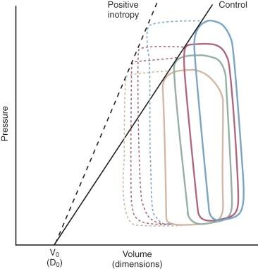 Figure 5-8, When resistance to ejection is altered, pressure-dimension loops at end-systole extend to a straight line termed the end-systolic pressure-dimension line. Slope of this line is an index of contractility. Increase in inotropy causes an increase in the slope of the line. It can also be seen that an increase in inotropy causes widening of the loop as ejection shortening is increased. Extrapolation of end-systolic pressure-dimension line to zero pressure defines V 0 (or D 0 ), the dimension the ventricle would attain if intracavitary pressure became zero.