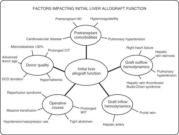 FIGURE 69-3, Initial liver allograft function is impacted by five factors: pretransplant comorbidities, donor quality, operative course, graft inflow hemodynamics, and graft outflow hemodynamics. Upon the patient's arrival in the intensive care unit after the transplant, these five factors should be considered so as to recognize the potential pitfalls that may affect allograft function. CIT , Cold ischemic time; DCD , donation after cardiac death; HD , hemodialysis; WIT , warm ischemia time.