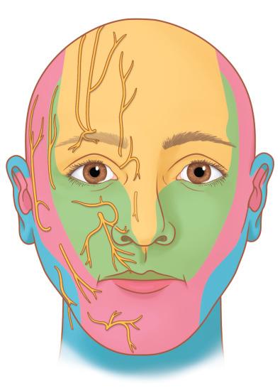 Fig. 3.15.1, Both the trigeminal nerve and the cervical plexus innervate the face. Trigeminal branches: V 1 , frontal branch ( orange ), V 2 , maxillary branch ( green ), V 3 , mandibular branch ( pink ). Cervical branches ( blue ).