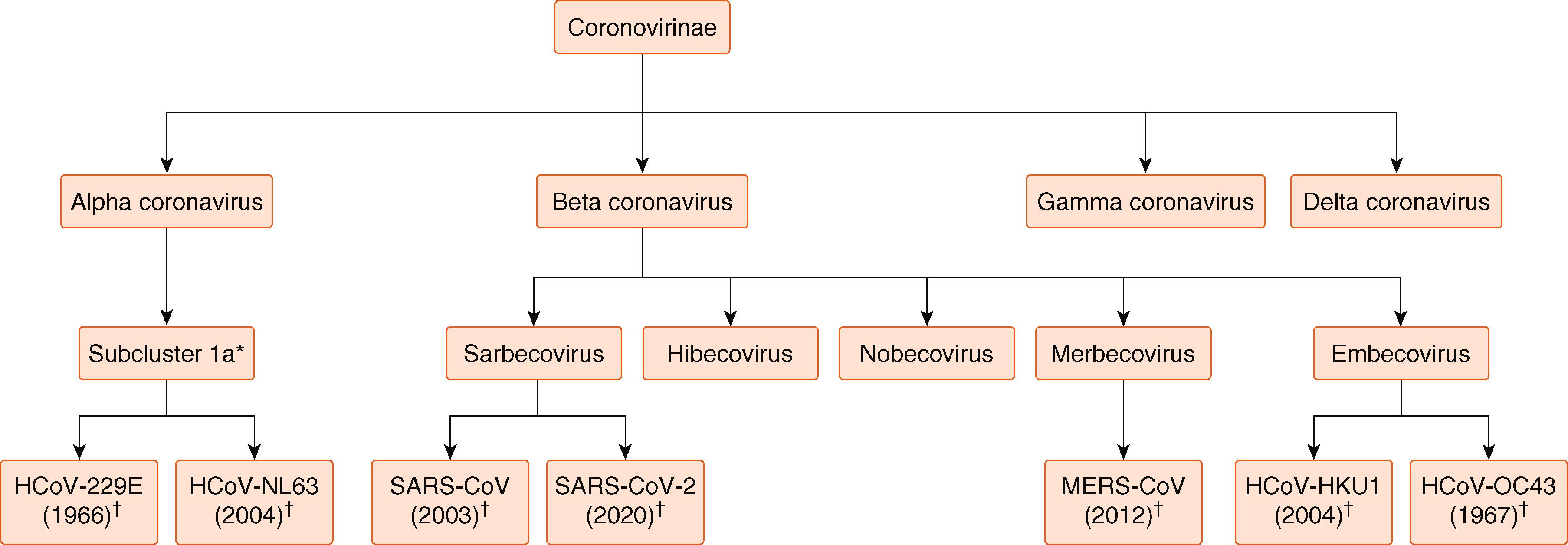 FIGURE 334-1, The four genera of coronaviruses. ∗Not official title. † Dates in parentheses correspond to when each human coronavirus was first reported. HCoV = human coronavirus; HKU1 = Hong Kong University 1; MERS = Middle Eastern respiratory syndrome; SARS-CoV-2 = severe acute respiratory syndrome coronavirus. (Adapted from Lu R, Zhao X, Li J, et al. Genomic characterisation and epidemiology of 2019 novel coronavirus: implications for virus origins and receptor binding. Lancet . 2020;395:565-574 and Cui J, Li F, Shi Z-L. Origin and evolution of pathogenic coronaviruses. Nat Rev Microbiol . 2019;17:181-192.)