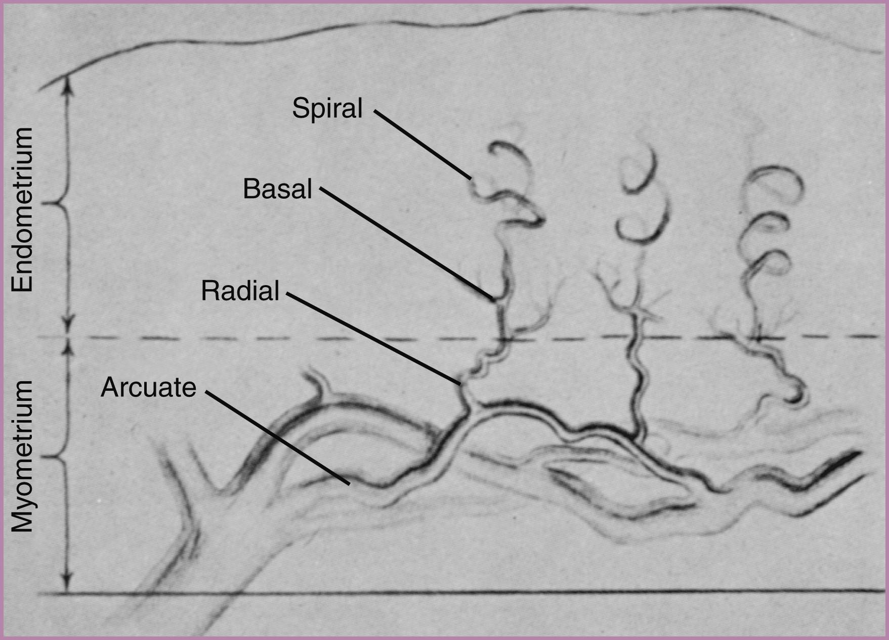 Figure 45.8, Schematic representation of uterine arteries.