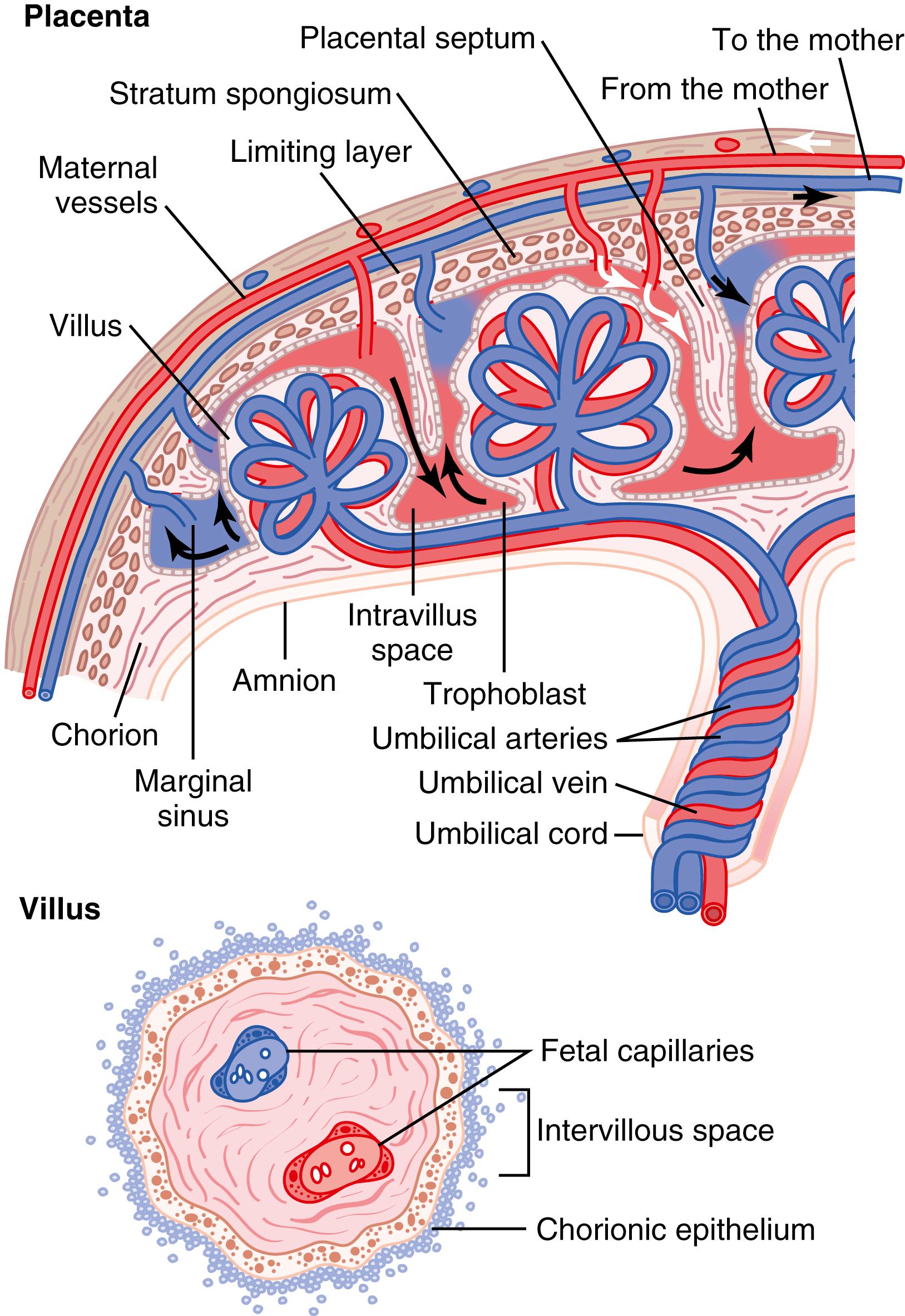 Figure 83-5., Top, Organization of the mature placenta. Bottom, Relationship of the fetal blood in the villus capillaries to the mother’s blood in the intervillous spaces.