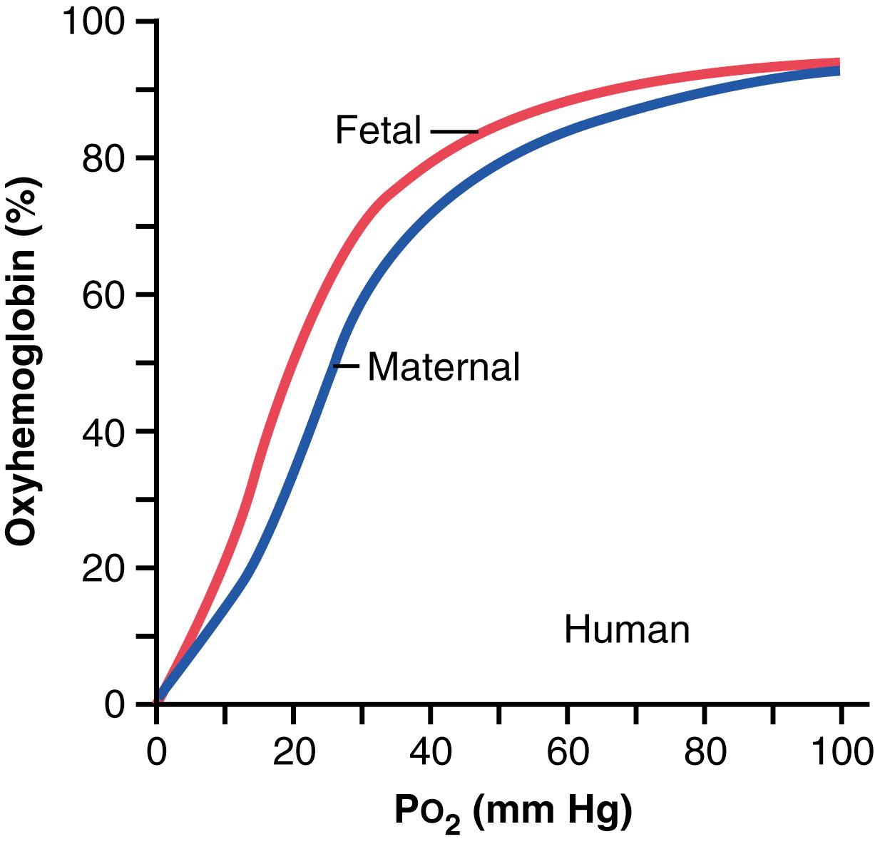 Figure 83-6., Oxyhemoglobin dissociation curves for maternal (blue curve) and fetal (red curve) blood, showing that fetal blood can carry a greater quantity of oxygen than can maternal blood for a given blood P o 2 .