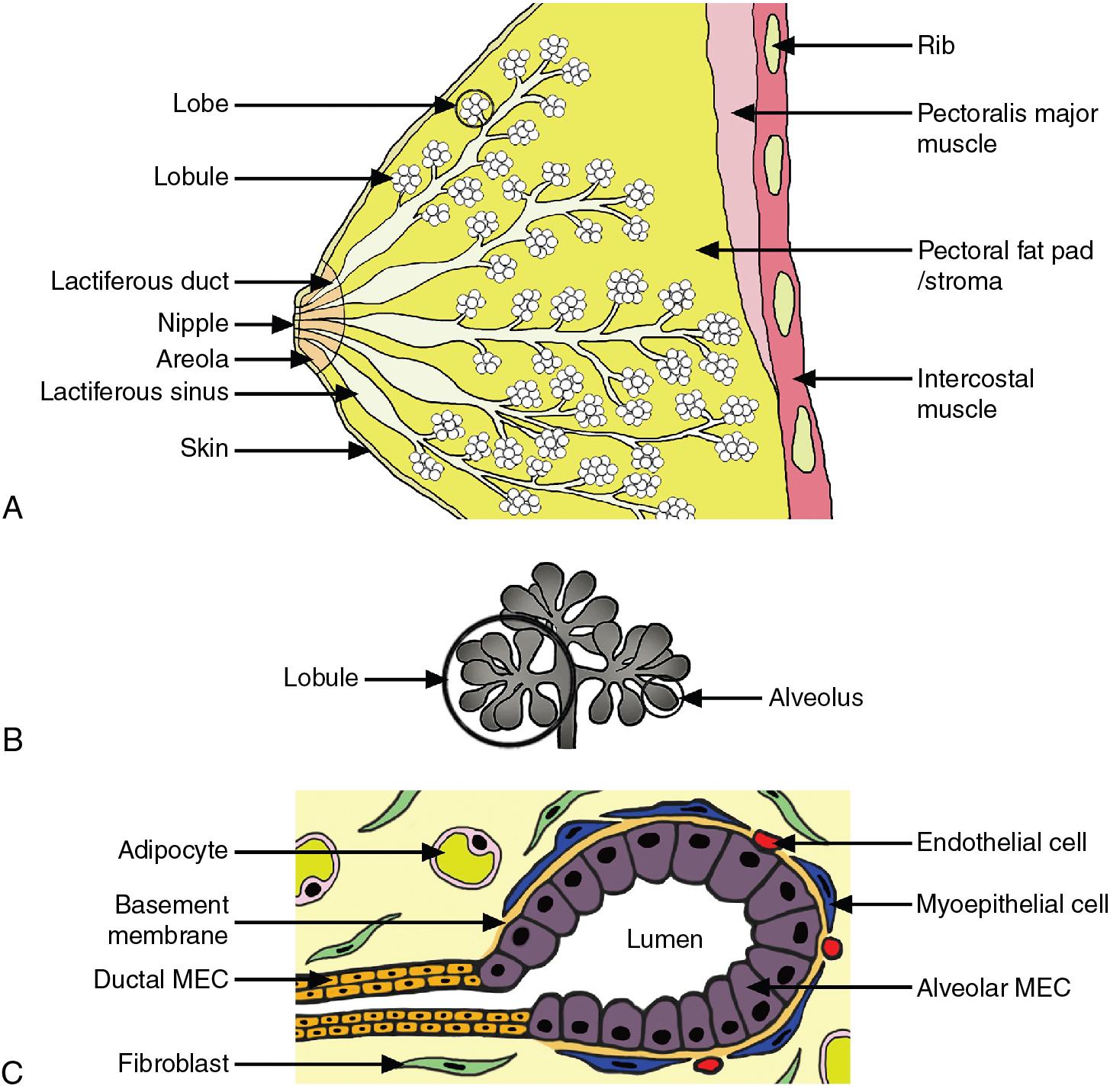 Fig. 35.2, The mammary gland (A) and mammary alveoli (B and C). The mammary alveoli are not drawn to scale; in reality, they are much smaller and more numerous. MEC, mammary epithelial cell.