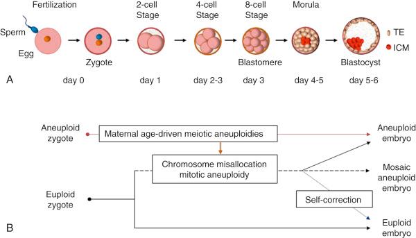 FIG. 15.1, Stages of human embryo development. (A) . Approximately 30 h after fertilization, the first division will produce a 2-cell embryo. Further embryo cleavages will occur every 10–12 h, producing a 4-cell embryo on day 2 and 8-cell embryo on day 3. On day 5 or 6, the human embryo is called blastocyst and contains inner cell mass (ICM) that will give rise to the fetus and the trophectoderm (TE) that will give rise to the placenta. (B) Origin of aneuploidy in human embryos. The majority (90%) of aneuploidy detected in embryos is due to maternal meiotic errors, 1%–2% is due to affected spermatozoa, and the remaining 8%–9% is due to a chromosome nondisjunction during early postzygotic mitotic cell divisions. Euploid zygotes may become aneuploid because of a chromosome missegregation during the day one to three mitotic divisions (mitotic aneuploidy). Chromosome misallocation affecting individual cells during embryo cleavage is a common event that may ultimately produce an aneuploid embryo or mosaic embryo. Self-correction of aneuploidy may give rise to a normal euploid embryo. Some aneuploid embryos may also experience postzygotic mitotic errors resulting in mosaicism.