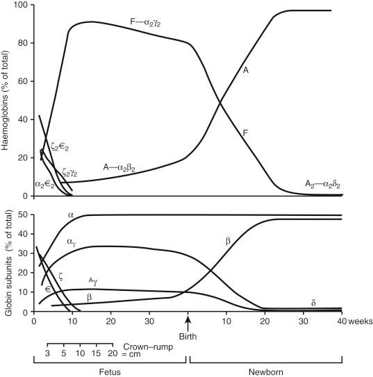 • Fig. 27.1, Changes in haemoglobin tetramers (top panel) and in globin subunits (bottom panel) during human development from embryo to early infancy.