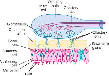 E-FIGURE 4.2, Anatomy of the nasal mucosa–cribriform plate interface. The nasal mucosa is the only location in the body that provides a direct connection between the central nervous system (CNS) and the atmosphere. Drugs administered to the nasal mucosa rapidly traverse through the cribriform plate into the CNS by three routes: (1) directly via the olfactory neurons, (2) through supporting cells and the surrounding capillary bed, and (3) directly into the cerebrospinal fluid.