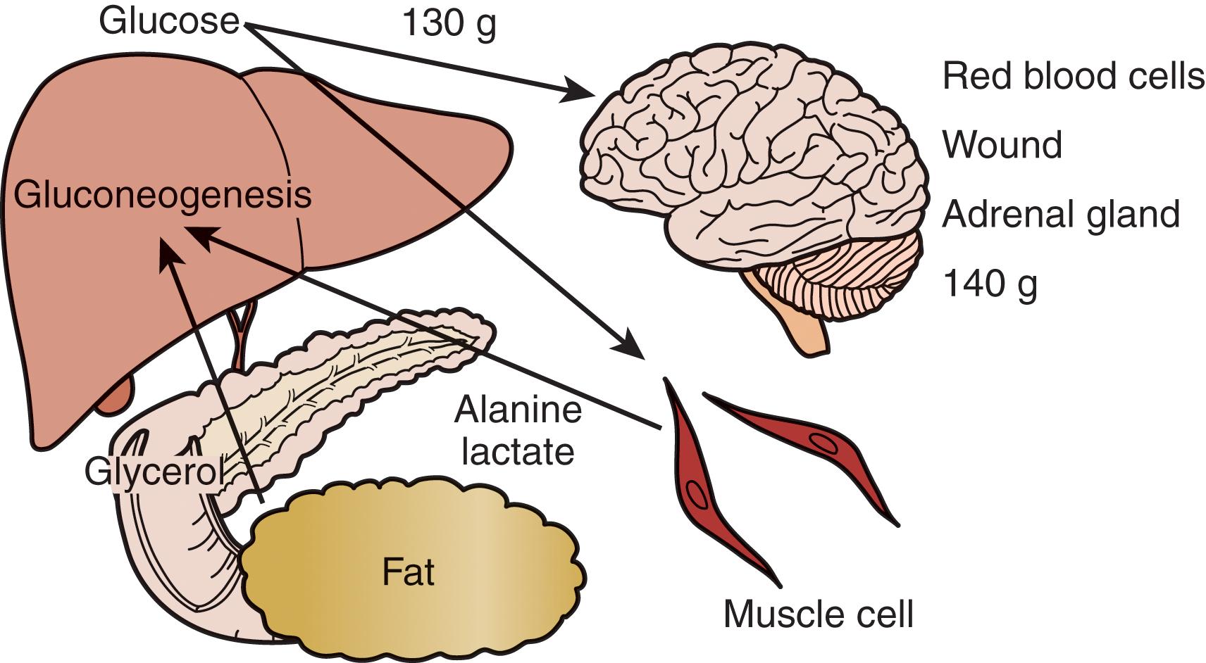 FIGURE 3, Early starvation.