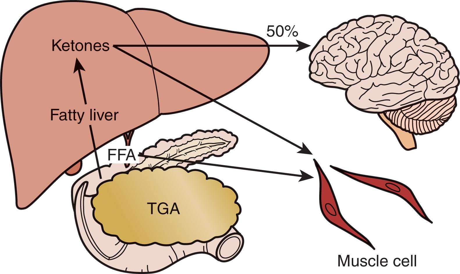 FIGURE 4, Late starvation.