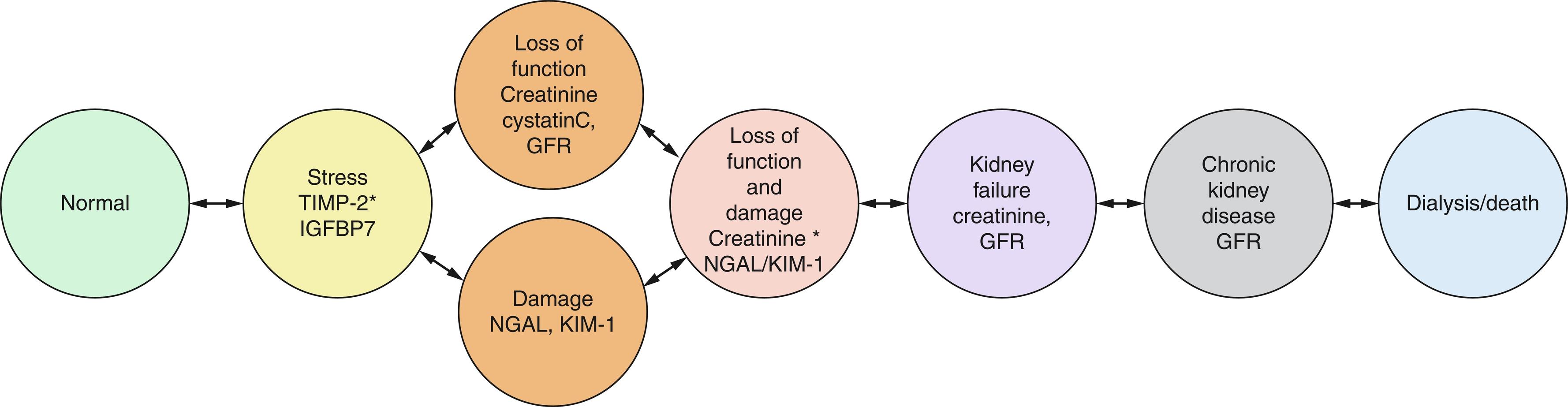 Fig. 17.2, Schematic demonstrating how kidney biomarkers can be used to diagnose stages of kidney stress/injury/failure. Kidney protective strategies can be used to decrease progression to next stage of kidney failure. (Biomarkers for each stage listed in small font.) GFR , Glomerular filtration rate; IGFBP7 , insulin like growth factor binding protein 7; KIM-1 , kidney injury molecule 1; NGAL , neutrophil gelatinase-associated lipocalin; TIMP-2 , tissue inhibitor of metalloproteinase 2.