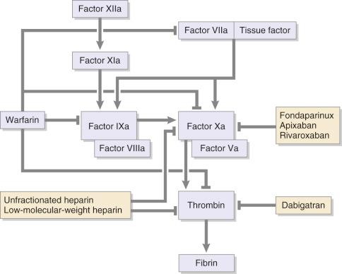 Fig. 26.1, The points at which each venous thromboembolic event prophylactic drug agent provides inhibition in the coagulation cascade.