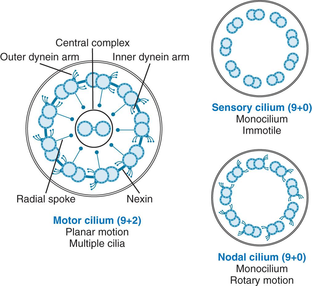 Fig. 433.2, Schemata showing the 3 general classes of normal cilia (motile “9+2,” motile “9+0,” and nonmotile “9+0”), which demonstrate the complex structure and arrangement of the ciliary axoneme.