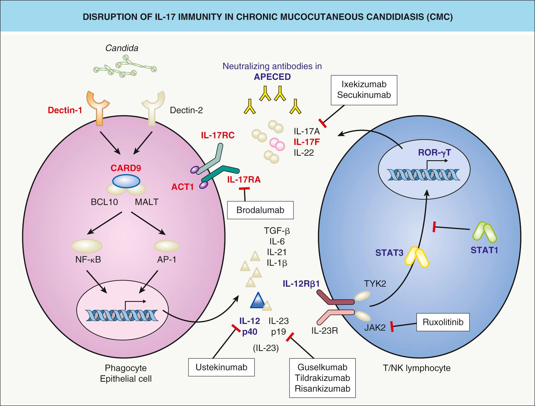 Fig. 60.2, Disruption of IL-17 immunity in chronic mucocutaneous candidiasis (CMC).