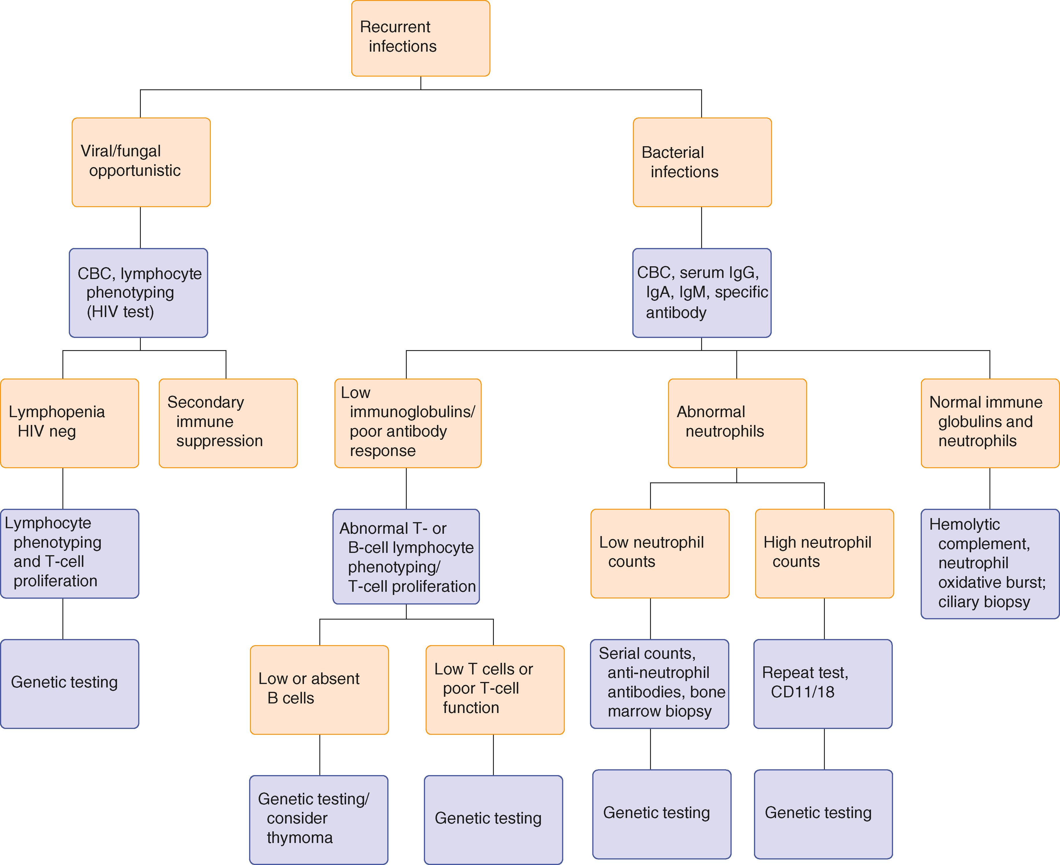 FIGURE 231-1, Evaluation of immune defects presenting with recurrent infections. CBC = complete blood count; HIV = human immunodeficiency virus; Ig = immunoglobulin.