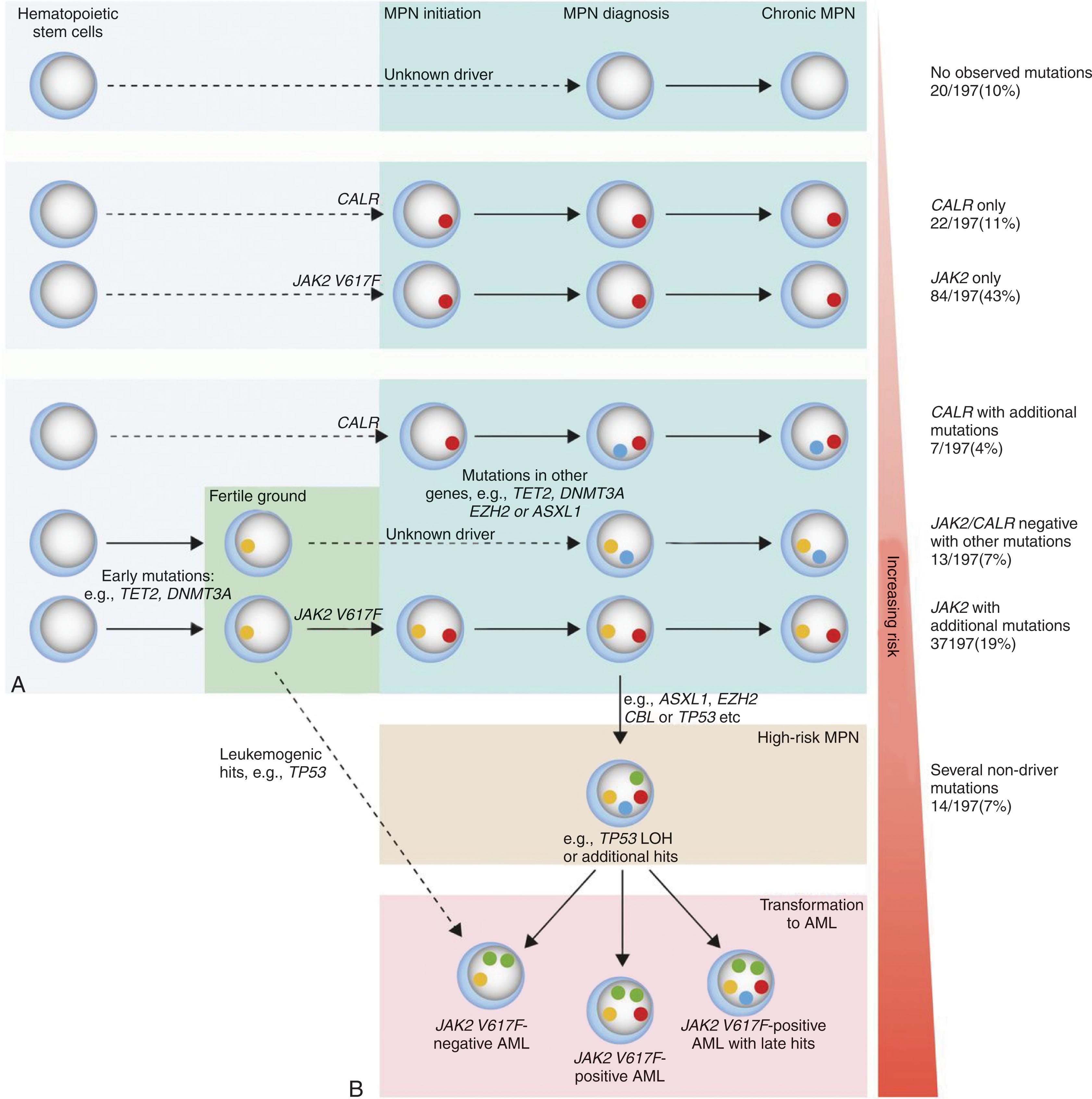 Figure 72.1, MODEL OF MYELOPROLIFERATIVE NEOPLASM EVOLUTION AND RISK STRATIFICATION IN CORRELATION TO MUTATIONAL EVENTS.