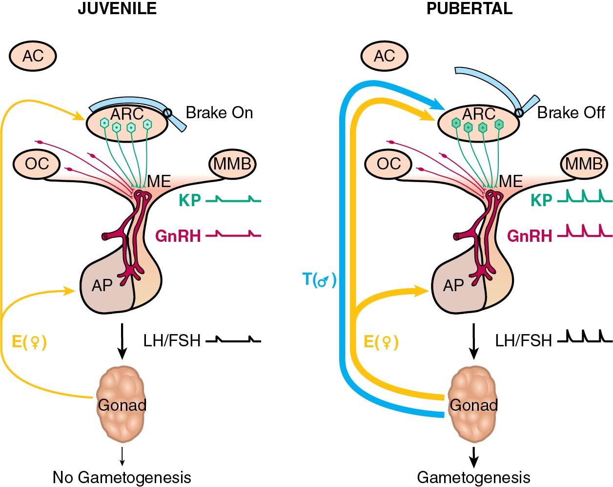 Fig. 36.4, A model for the control of the timing of puberty. The figure depicts the key role of kisspeptin (KP) signaling in generating GnRH release. In the juvenile state (left panel) a physiologic “brake” is operational, and in the pubertal state (right panel) the “brake” is off, allowing for kisspeptin and GnRH release and a fully integrated negative feedback system for testosterone (blue) in the male or estradiol (gold) in the female. AC, anterior commissure; AP, anterior pituitary; ARC, arcuate nucleus; E, estradiol; FSH, follicle-stimulating hormone; GnRH, gonadotropin-releasing hormone; LH, luteinizing hormone; ME, median eminence; MMB, mammillary body; OC, optic chiasm; T, testosterone.