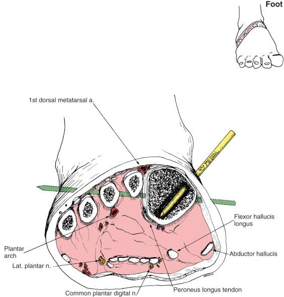 Fig. 8.17, Foot. Anatomic Considerations.