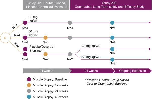 Figure 51.1, Eteplirsen exon skipping study design. Twelve subjects with DMD were randomized (R) to 1 of 3 eteplirsen-treated cohorts in study 201: cohort 1 received 30 mg/kg/wk; cohort 2, 50 mg/kg/wk; and cohort 3 was placebo-treated. At week 25, cohort 3 switched to open-label treatment, either 30 or 50 mg/kg/wk; thereafter referred to as “placebo-delayed.” Patients were maintained on the same starting dose of eteplirsen under the open label extension Study 202. Biceps biopsies were obtained on all patients at baseline and deltoid biopsies at week 48 for analysis of dystrophin expression. At week 12 biceps biopsies were obtained from patients in cohort 2 (50 mg/kg/wk) and 2 placebo-treated patients in cohort 3. At week 24 biceps biopsies were obtained from patients in cohort 1 (30 mg/kg/wk) and 2 placebo-treated patients in cohort 3.