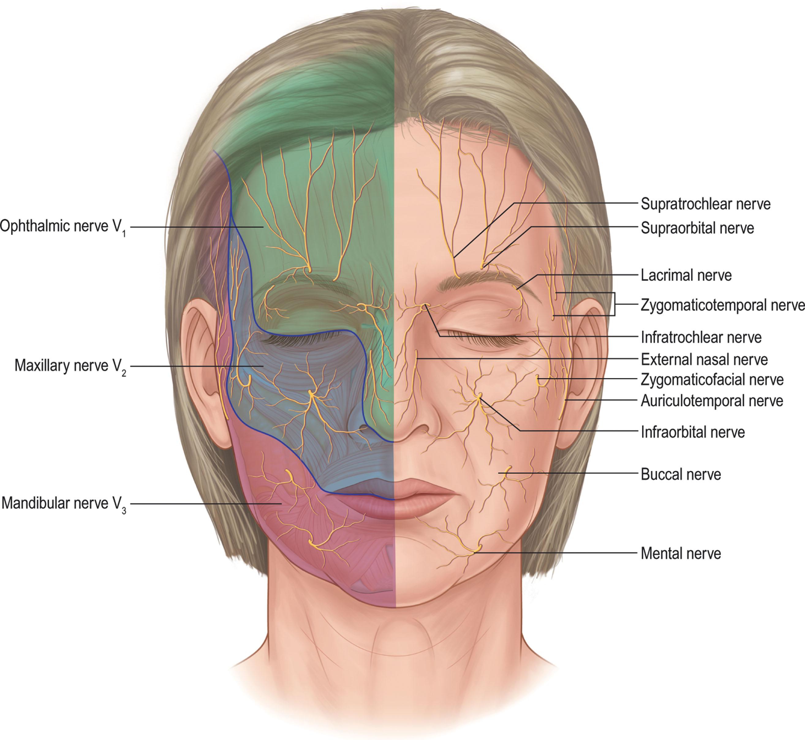 Figure 9.3.14, Major sensory nerves of the face.