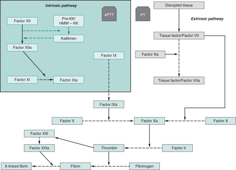 FIGURE 142.1, Schematic showing coagulation pathway the coagulation system is divided in three pathways: (1) the extrinsic pathway activated by tissue factor resulting from release from activated endothelial cells, macrophages, leukocytes, and platelets; (2) the contact activation pathway (intrinsic pathway) triggered by activation of factor XII and kallikreins; (3) and the final common pathway. aPTT, Activated partial thromboplastin time; HMW, high molecular weight; KK, kallikrein; PT, prothrombin time.