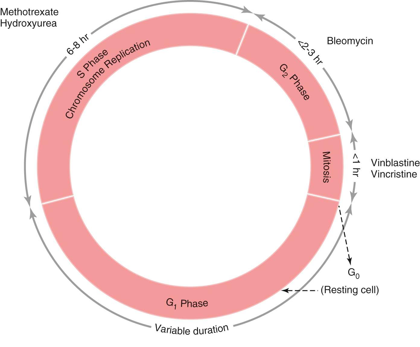 FIGURE 37-1, Phases of the cell cycle and sites of action of cell cycle–specific drugs.