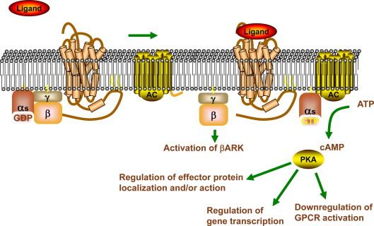 Figure 13.1, GPCR signaling through adenylate cyclase.
